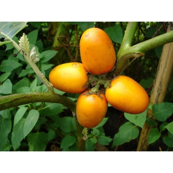Solanum sessiliflorum